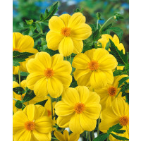 Dahlia ´Yellow Sneezy´ / Georgína, bal. 10 ks, I., XXL