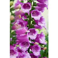 Digitalis purpurea ´Dalmatian Purple´ / Náprstník , K9