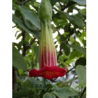 Brugmansia sanguinea / Anjelská trúba červenožltá, bal. 3 s.