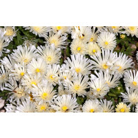 Delosperma basuticum  'White Nugget' / Delosperma, K9