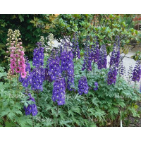 Delphinium 'Excalibur Dark Blue/White Bee' / Stračonôžka, C1,5