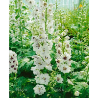 Delphinium grandiflorum ´Magic Fountain White´ / Stračonôžka , K9