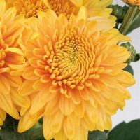 Dendranthema x indicum / Chrysanthemum ´Gompie Bronze´/ Chryzantéma, K9