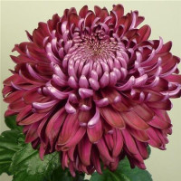 Dendranthema x indicum / Chrysanthemum ´Regal Mist Purple´/ Chryzantéma, bal. 3 ks, 3xK9