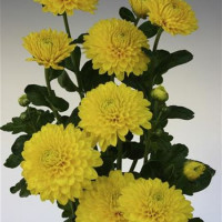 Dendranthema x indicum / Chrysanthemum ´Wendy Yellow´/ Chryzantéma, bal. 3 ks, 3xK9