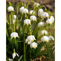 Leucojum vernum / Bleduľa jarná, bal. 3 ks, I.