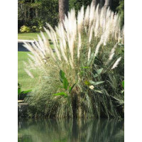 Cortaderia sell. ´White Feather´ / Kortadéria pampová biela, K11