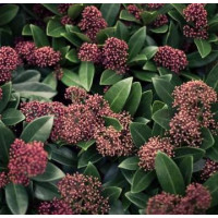 Skimmia japonica ´Rubella´ / Skímia japonská, 20-25 cm, C1,5