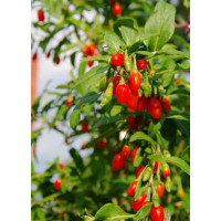 Lycium chinense  ´Grosfruchtig´ / Kustovnica čínska / Goji veľkoplodé, 20-30 cm, C1,5