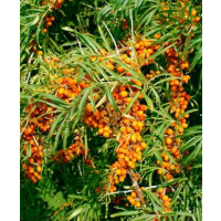 Hippophae rhamnoides / Rakytník rašetliakový kolekcia, pár rastlín, 2xK9