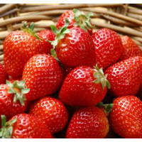 Fragaria ananassa ´Malwina / Neskoro plodiaca jahoda, bal. 6 ks, 6xK7