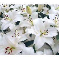 Lilium ´Asiatic White´ / Ľalia ázijská biela, bal. 1 ks, 16/18, SUPERCENA