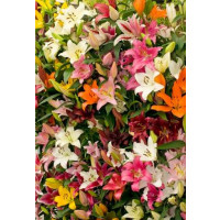 Lilium mix / Pestrofarebná zmes ľalií, bal. 5 ks, 14/16
