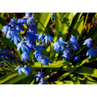 Scilla siberica / Scila sibírska, bal. 20 ks, 7/8