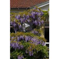 Wisteria sinensis ´Blue´ / Modrá vistéria, K9