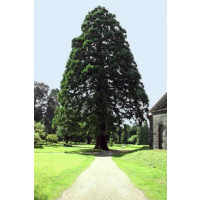 Sequoiadendron giganteum / Sekvojovec obrovský, 25-30 cm, C3