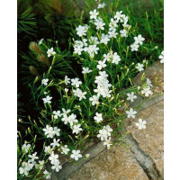 Dianthus deltoides ´Albus´ / Klinček slzičkový, K9