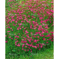 Dianthus deltoides Brillant / Klinček slzičkový, K9