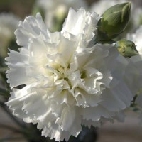 Dianthus ´Perfume Pinks® ´Memories´ / Voňavý klinček, K7