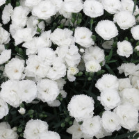 Dianthus Dinamic® White / Voňavý klinček, bal. 6 ks, 6x K7