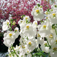 Diascia ´Elfjes Daantje´ / Diascia biela, bal. 3 ks, 3x K7