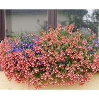 Diascia ´Doortje Pink Elfjes´ / Diascia ružová, bal. 3 ks, 3xK7