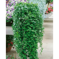 Dichondra micrantha ´Emerald Falls´ / Zelený  vodopád, K7