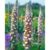 Digitalis lanata / Náprstník vlnatý, K9