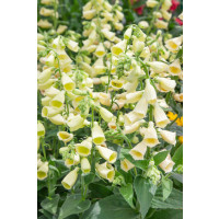 Digitalis grandiflora / Náprstník veľkokvetý, C1