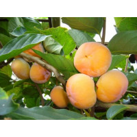 Diospyros kaki ´Nikita´/ Hurmi kaki, 80-100 cm, C7