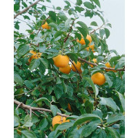 Diospyros kaki ´Jiro´ / Hurmi  kaki / Ebenovník rajčiakový, sem, špič., C2