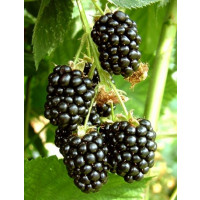 Rubus fruticosus ´Dirksen´ / Beztŕňová černica, 60/80, K12