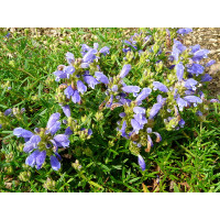 Dracocephalum argunense 'Fuji Blue' / Včelník, K9