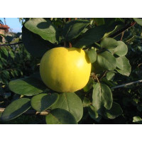 Cydora robusta RONDA  / Dula jablková, dulaMC