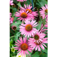 Echinacea purpurea ´Pica Bella´- Echinacea purpurová, K14