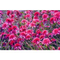 Echinacea purpurea ´Southern Belle (R)´ / Rudbekia, C2