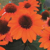 Echinacea ´Papallo Classic Orange´ / Echinacea, K9