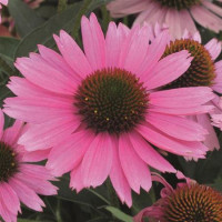 Echinacea ´Papallo Compact Rose´ / Echinacea, K9