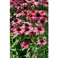 Echinacea 'Glowing Dream'  / Echinacea purpurová, K13