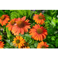 Echinacea 'Prima Ginger' / Echinacea purpurová, K13