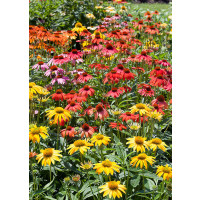 Echinacea 'Cheyenne Spirit' / Echinacea purpurová, C1