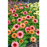 Echinacea 'SunSeekers Rainbow' / Echinacea purpurová, K13