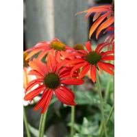 Echinacea 'Tomato Soup' / Echinacea purpurová, K13