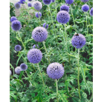 Echinops banaticus ´Blue Globe´ / Ježibaba modrá , K9