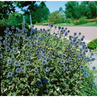 Echinops ritro / Ježibaba, K9