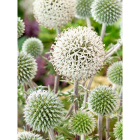 Echinops banaticus ´Star Frost´ / Ježibaba biela, K9