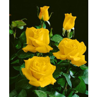 Rosa ´Casanova´ / Ruža čajohybrid žltá, krík, BK