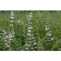 Mentha species Strawberry BIO / Jahodová mäta, K12