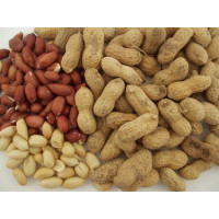 Arachis hypogaea BIO / Arašídy, K12