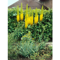 Eremurus stenophyllus (bungei) / Kleopatrina ihla zlatožltá, I.